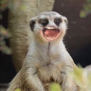 Meet your Posher, Morgan